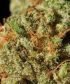 LA Confidential